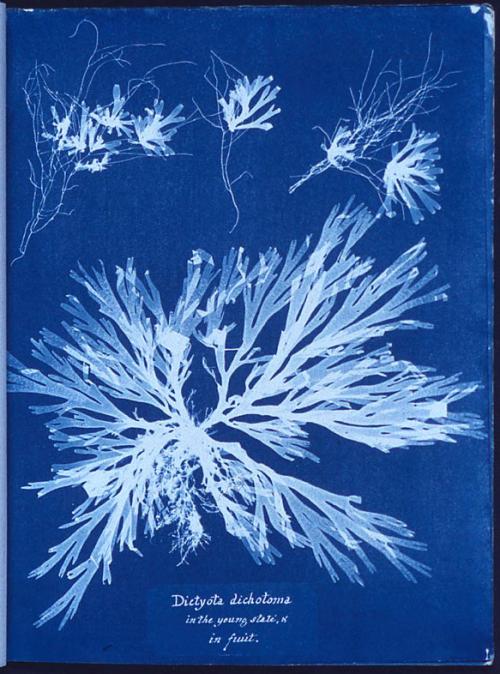 Cyanotype of an algae species