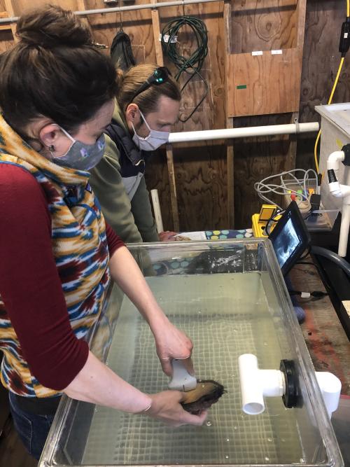Sara Boles and Daniel Swezey conduct an ultrasound on a red abalone