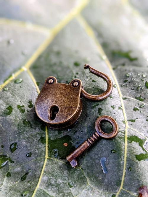 Photo art of padlock and key on a plant leaf