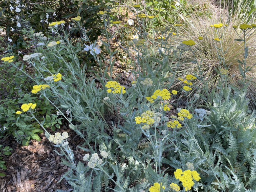 Yellow and white yarrow flowers in a shrub