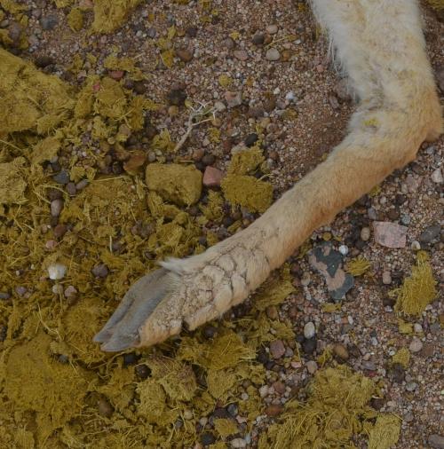 The limb of a dead vicuna shows crusty, thick skin from mange.