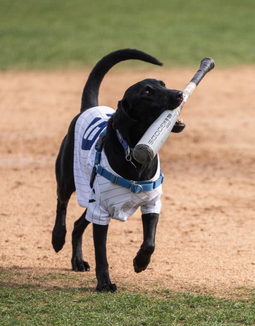 Black dog in white baseball jersey running on field carrying a bat