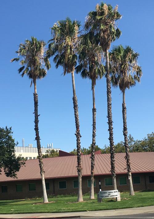 Palm trees in front of the Kenneth L. Maddy Equine Analytical Chemistry Laboratory 