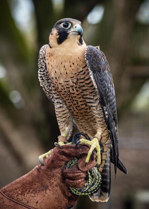 Phoenix, peregrine falcon