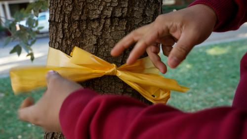 Tying a yellow ribbon to a tree, close0-up, arms and hands only