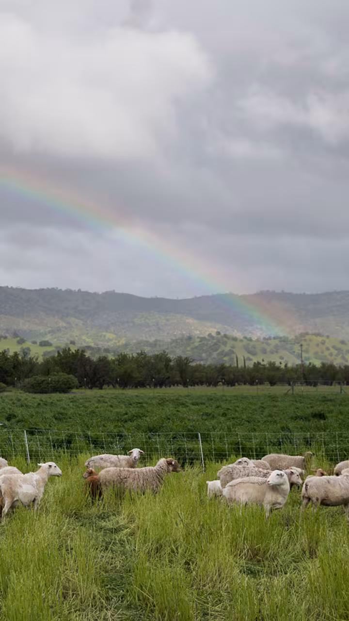 Sheep