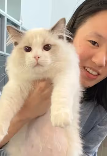 A person smiles while holding a fluffy, white cat in a bright indoor setting.