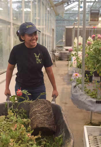 Worker in cap pushes wheelbarrow among raised beds and blooming plants in greenhouse, photograph