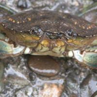 closeup of a crab