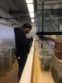 Jacqueline Rajerison looking at samples in the Bodega bay lab