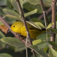 close up of a yellow bird in a tree