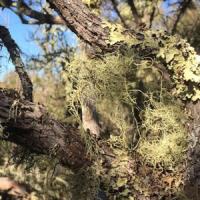lichen in a tree