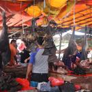 Bats hang from market in Indonesia