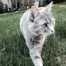 Cat walking through the grass and feeling well after a stem cell treatment at UC Davis