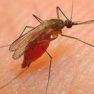 Culex mosquito on the skin