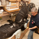 Museum of Wildlife and Fish Biology Curator Andy Engilis spreads wings of California condor specimen