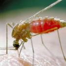 An adult mosquito, culex tarsalis, sucks blood. 