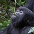 Young gorilla chewing on a stick that is hanging down