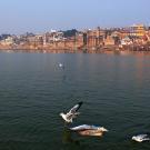 Gulls fly around and land on the Ganges at Varanasi.