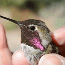 Hummingbird in a hand