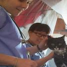 Two vet students in scrubs treat a cat
