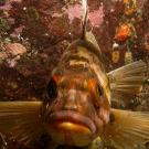 Face-on view of a rockfish