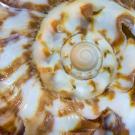 A close-up photo of a sea shell