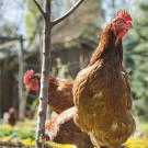 UC Davis is breading disease resistant chickens