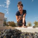 Andrea Perez, a fourth year undergradate in viticulture and enology major, inspects caberent sauvignon grapes.