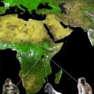 Map of Africa and Asia with Gorillas and Monkeys