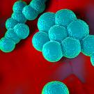 Microscopic view of Methicillin-resistant Staphylococcus aureus bacteria
