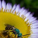 Metallic green sweat bee foraging on a flower for pollen