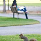 A squirrel finds an acorn while a woman studies on a bench in the background