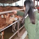 A cow sniffs a woman's outstretched hand