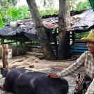 Cambodian woman with pig