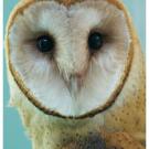 Close up of adult Barn owl at the California Raptor Center