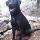 Labrador in the Sierra wearing booties