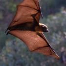 Photo of a fruit bat flying in a forested landscape