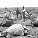 Dead cattle in Africa with men watching circa 1896