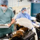 Robert Brosnan, left, in surgery with animal nurses and a anesthetized goat on the surgery table