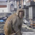 Macaque monkey in rubble in a street