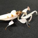 A mantis insect that looks like an orchid