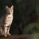 Bobcat standing on a branch in the wild