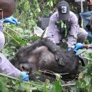 Three veterinarians in masks tending to a downed gorilla