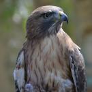 Red tail hawk in profile