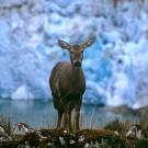 Huemul deer in Patagonia