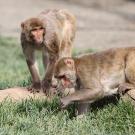 Rhesus macaques