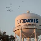 Generic UC Davis image