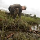 A man kneels in a salt marsh