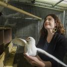 Rebecca Calisi is using pigeons to study differences between the sexes.